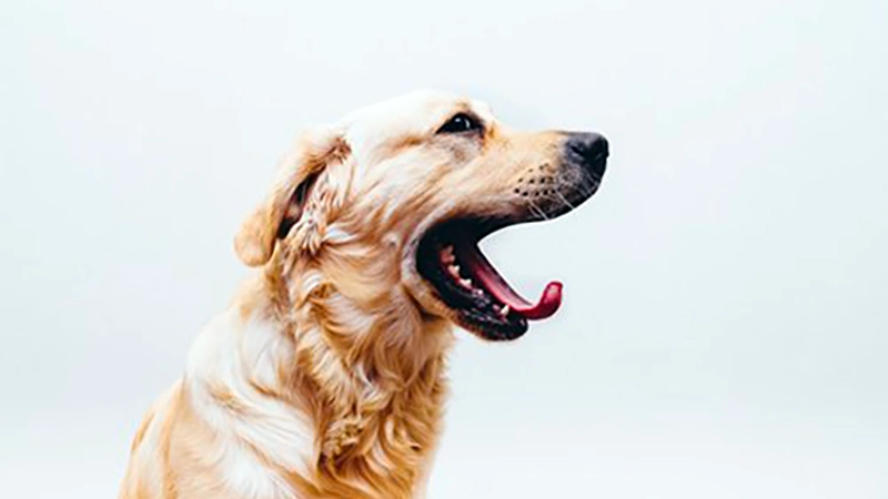 Golden Retriever yawning | Blog | Protect Your Orlando AC System from Damage From Pets | Sunshine Heating & Air Conditioning
